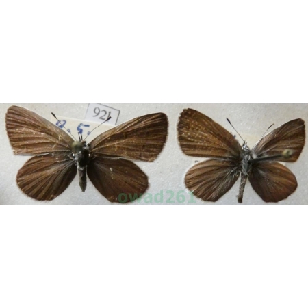 Cupido minimus (Fuessly, 1775) pair Modraszek malczyk Czech92l